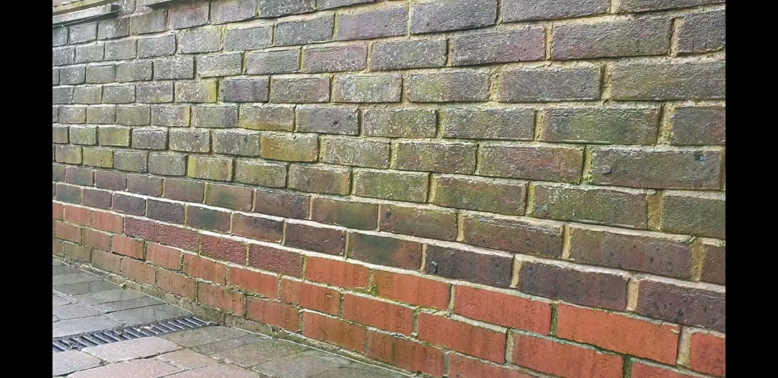 Algae growing on brick wall which will cause damage to brickwork